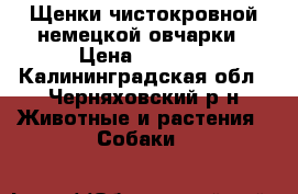 Щенки чистокровной немецкой овчарки › Цена ­ 8 000 - Калининградская обл., Черняховский р-н Животные и растения » Собаки   